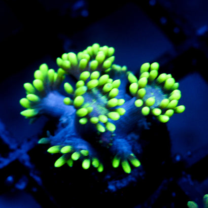 JC Alien Abduction Goni