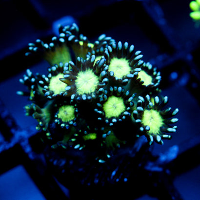 JC Cobalt Greed Goni