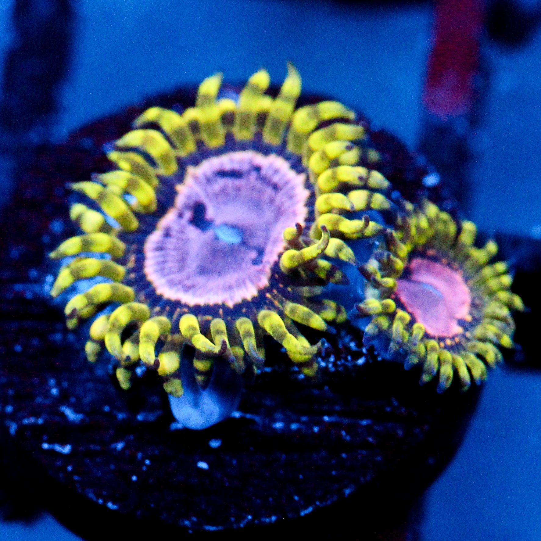 JC Purple Monster Zoanthid