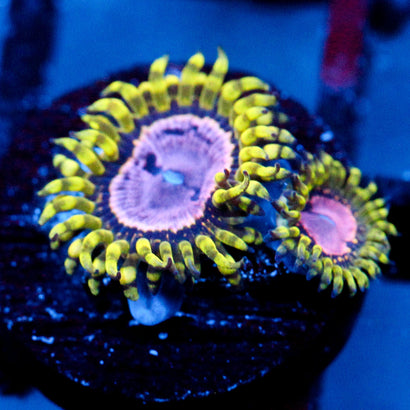 JC Purple Monster Zoanthid