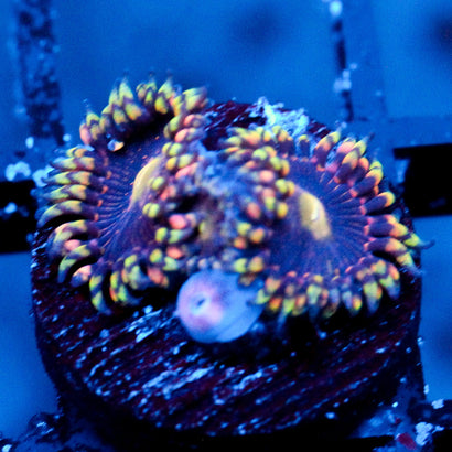 JC Bozos Birthday Zoanthid