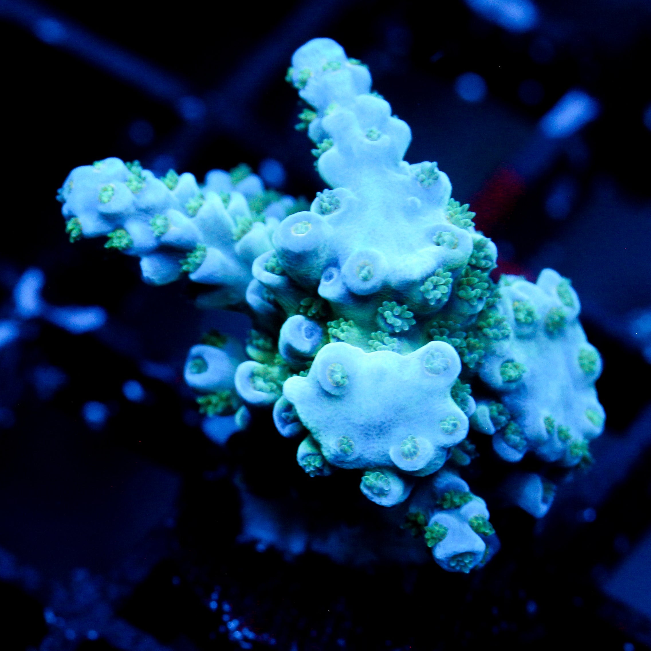 JC Permafrost