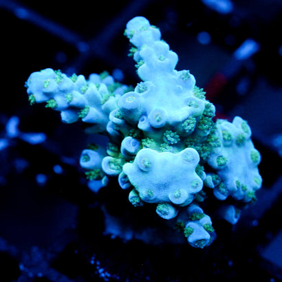 JC Permafrost