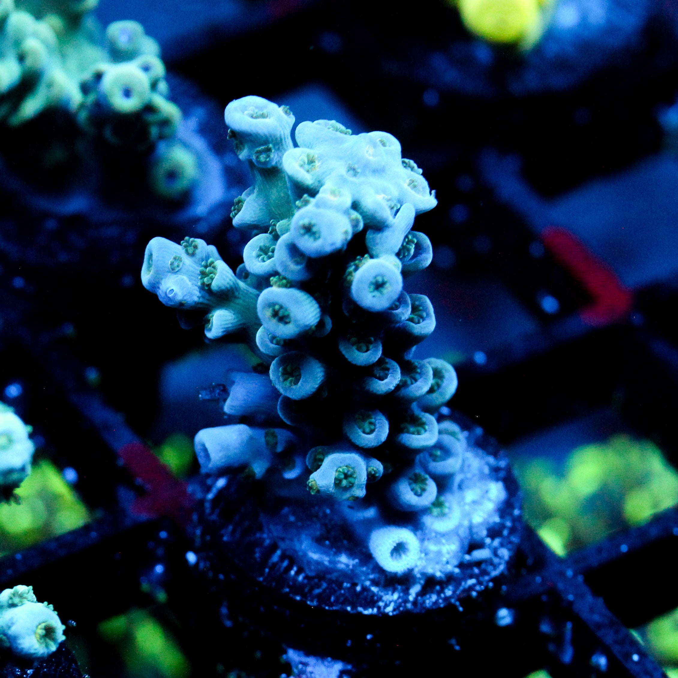 JC Ice Caps
