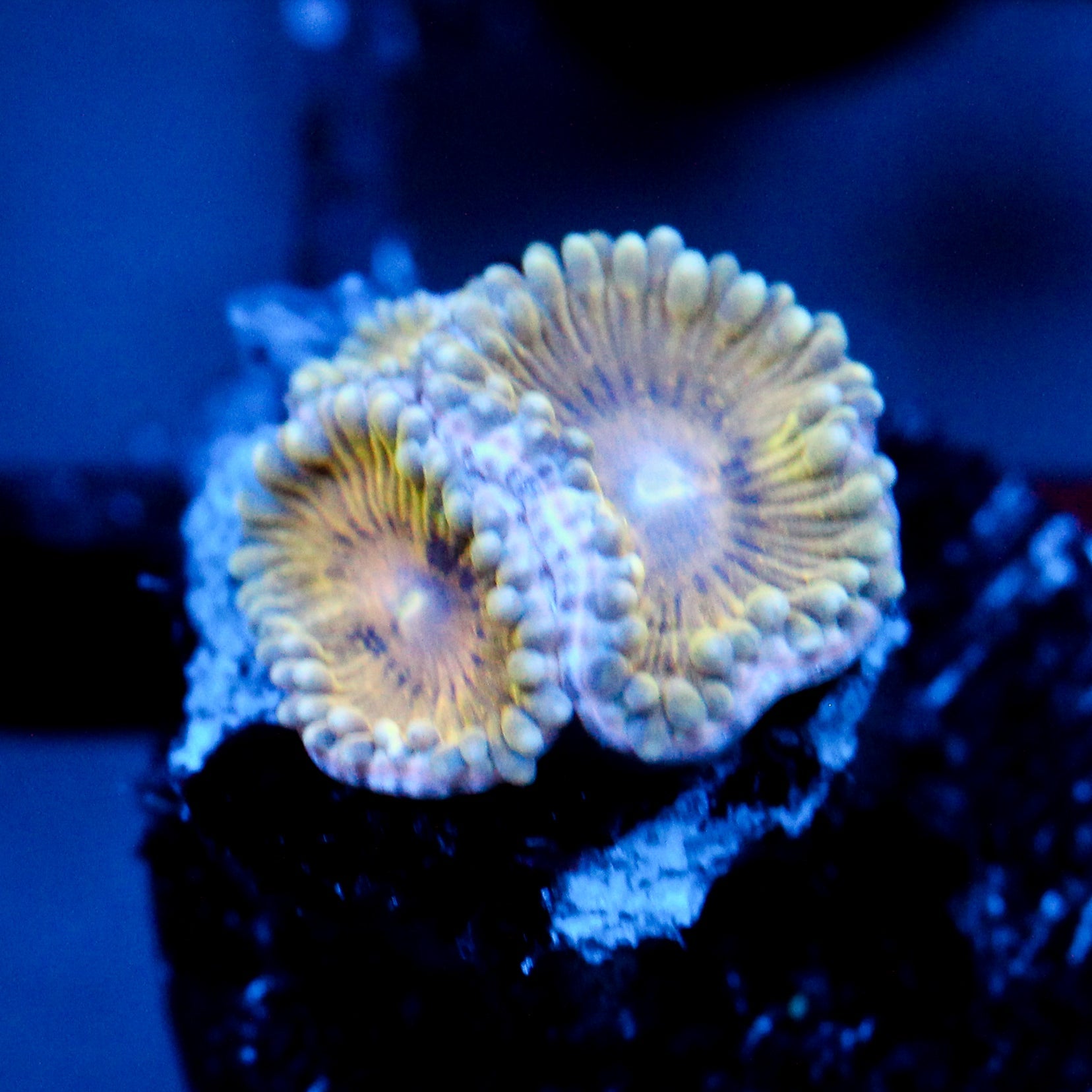 JC Gobblers Zoanthid