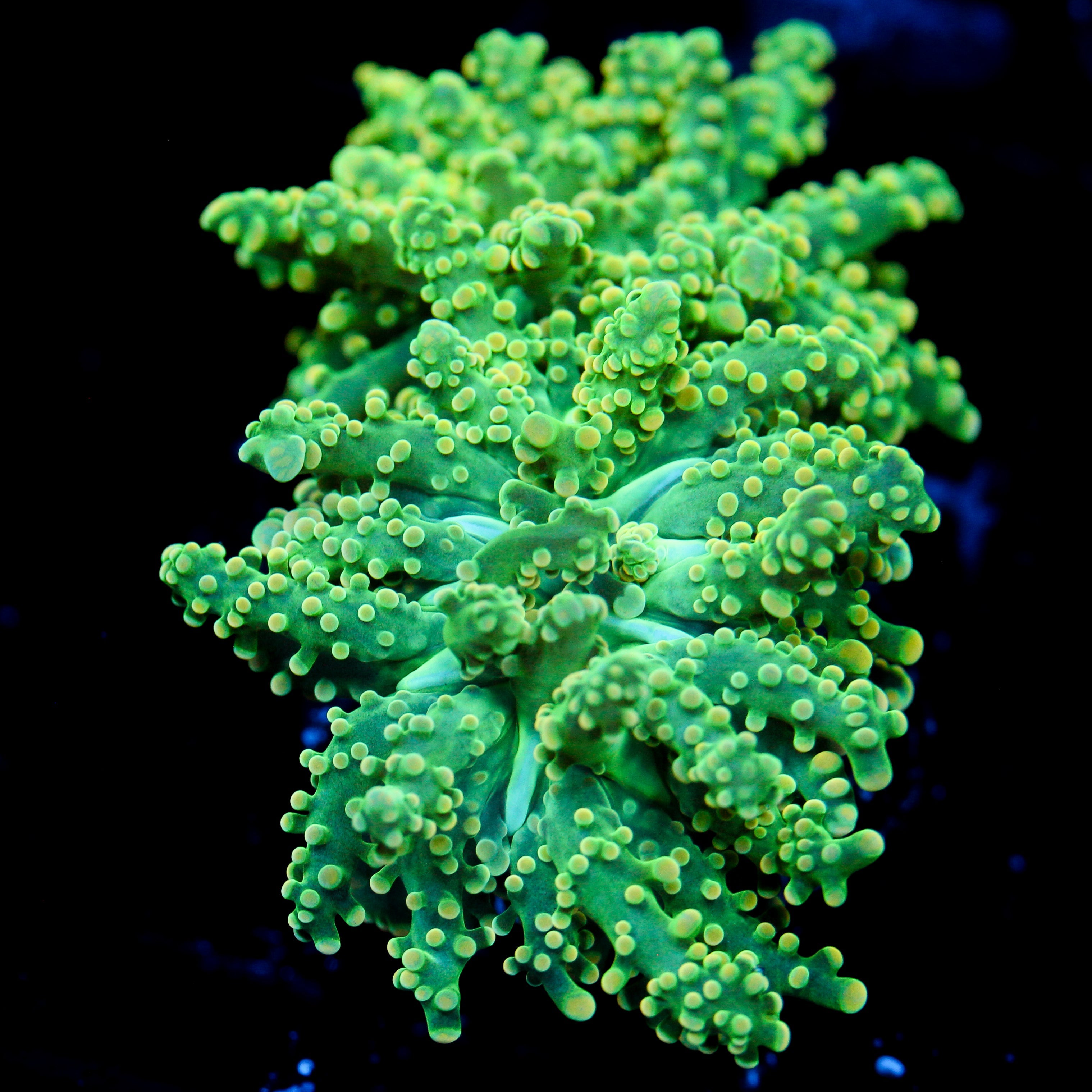 JC Green Grouch Octo