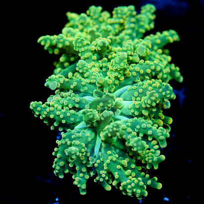 JC Green Grouch Octo
