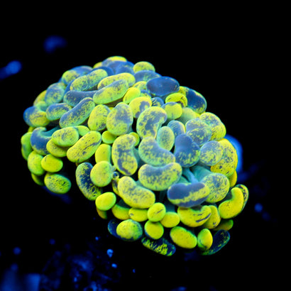 JC Yellow Splatter Hammer