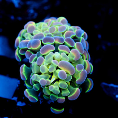 JC Ultra Hologram Hammer