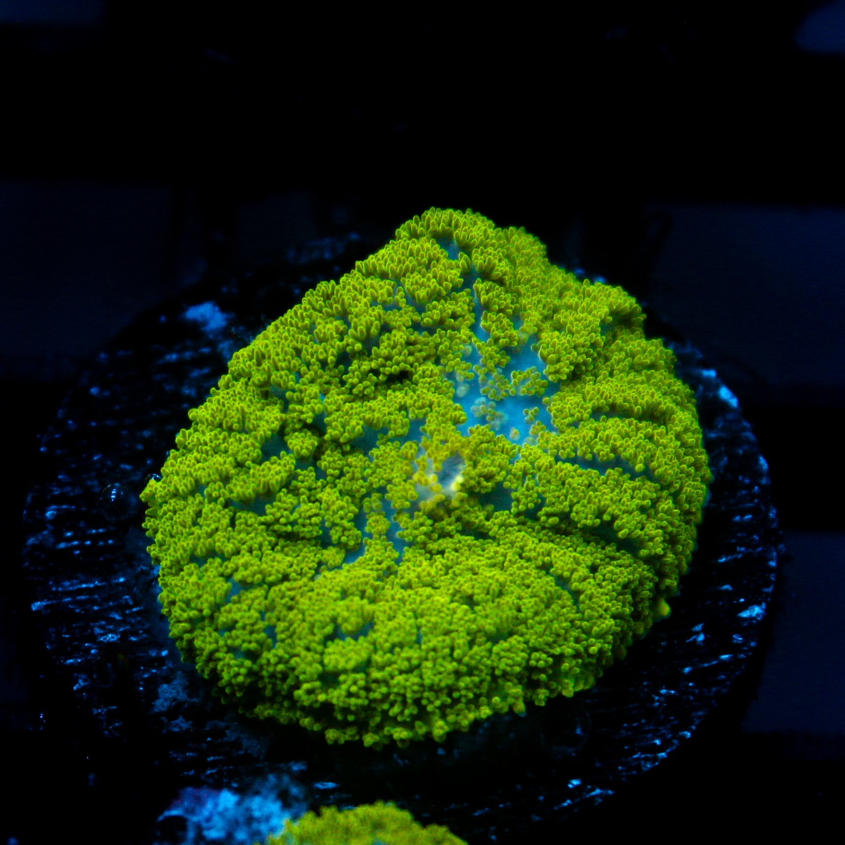 JC Neon Green Rhodactis