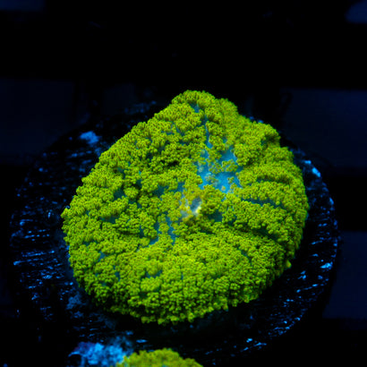 JC Neon Green Rhodactis