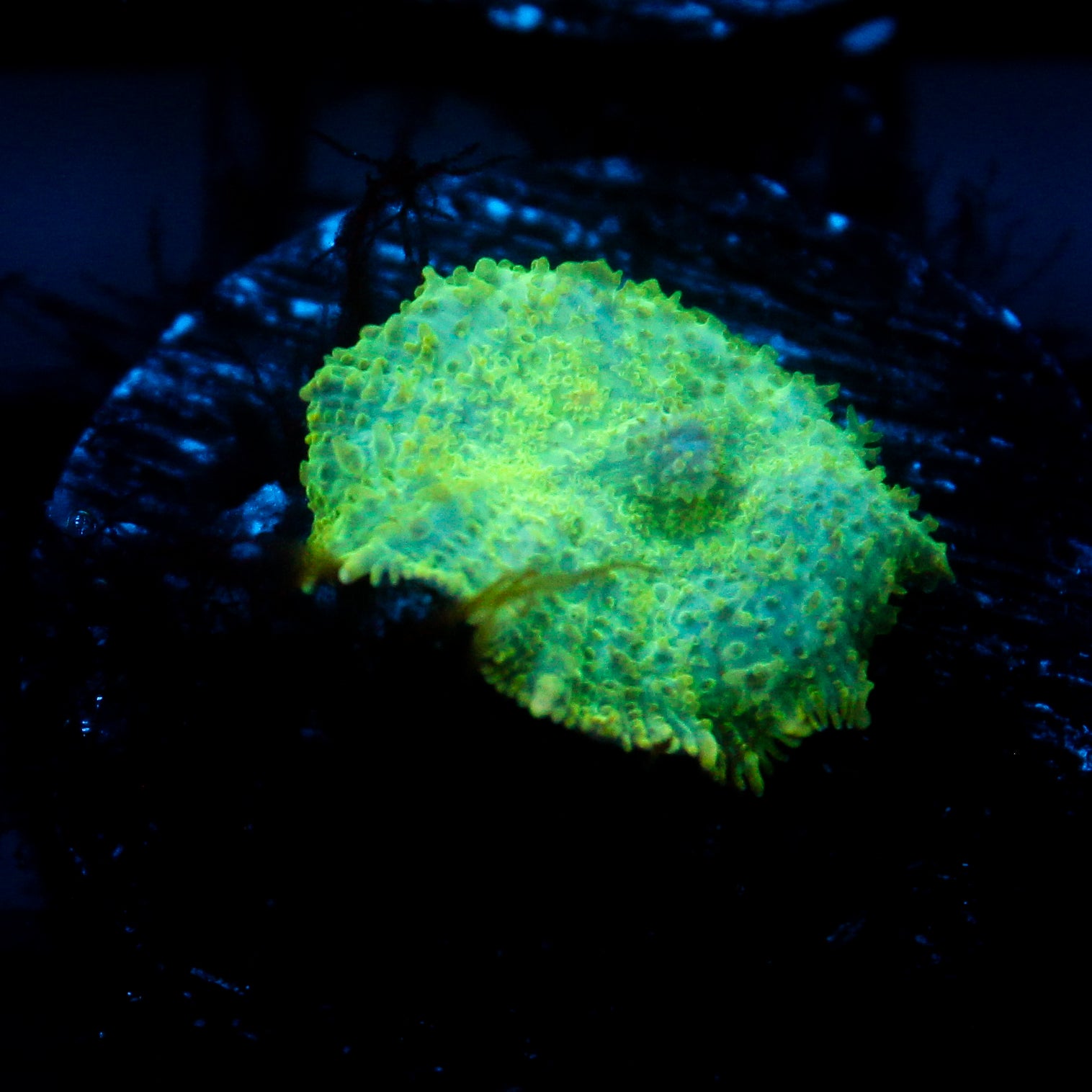 JC Lush Biome Rhodactis