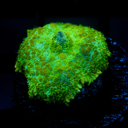 JC Lush Biome Rhodactis