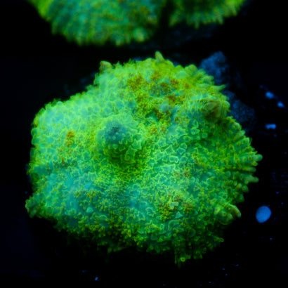 JC Lush Biome Rhodactis