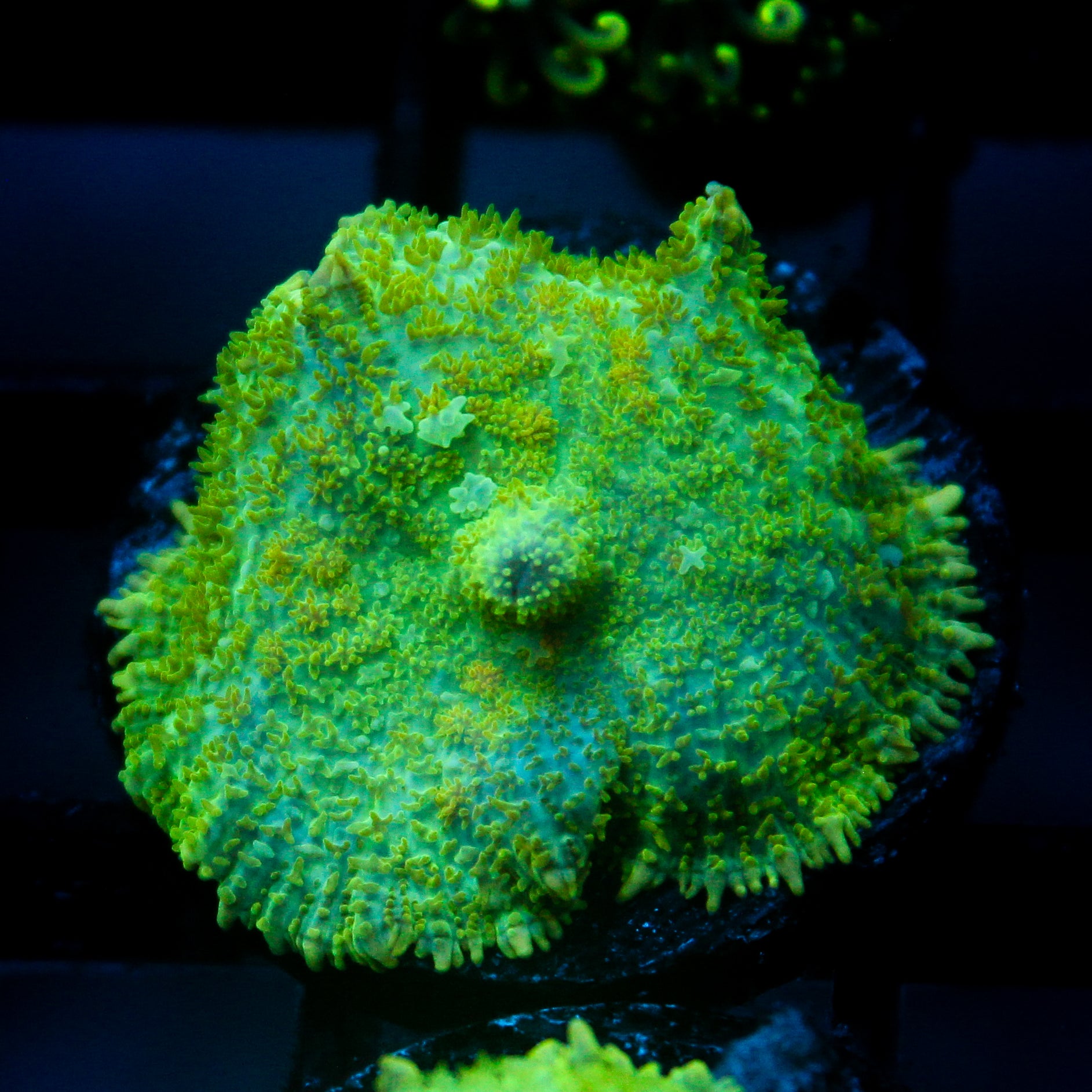 JC Lush Biome Rhodactis