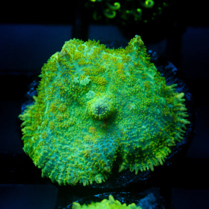 JC Lush Biome Rhodactis