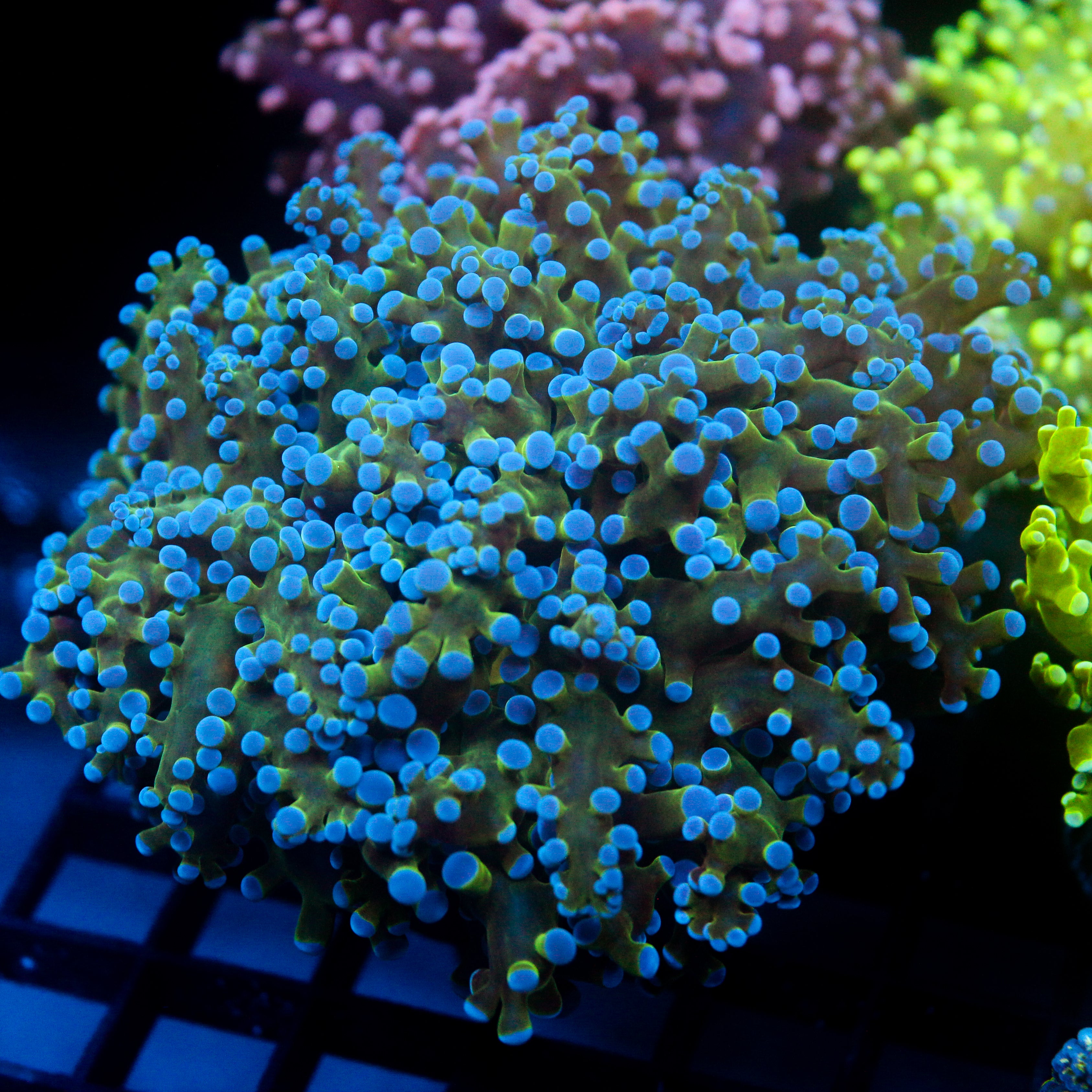 JC Hulk Buster Frogspawn