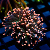 JC Pink Tip Hurricane Torch