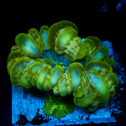 JC Electric Slime Cynarina