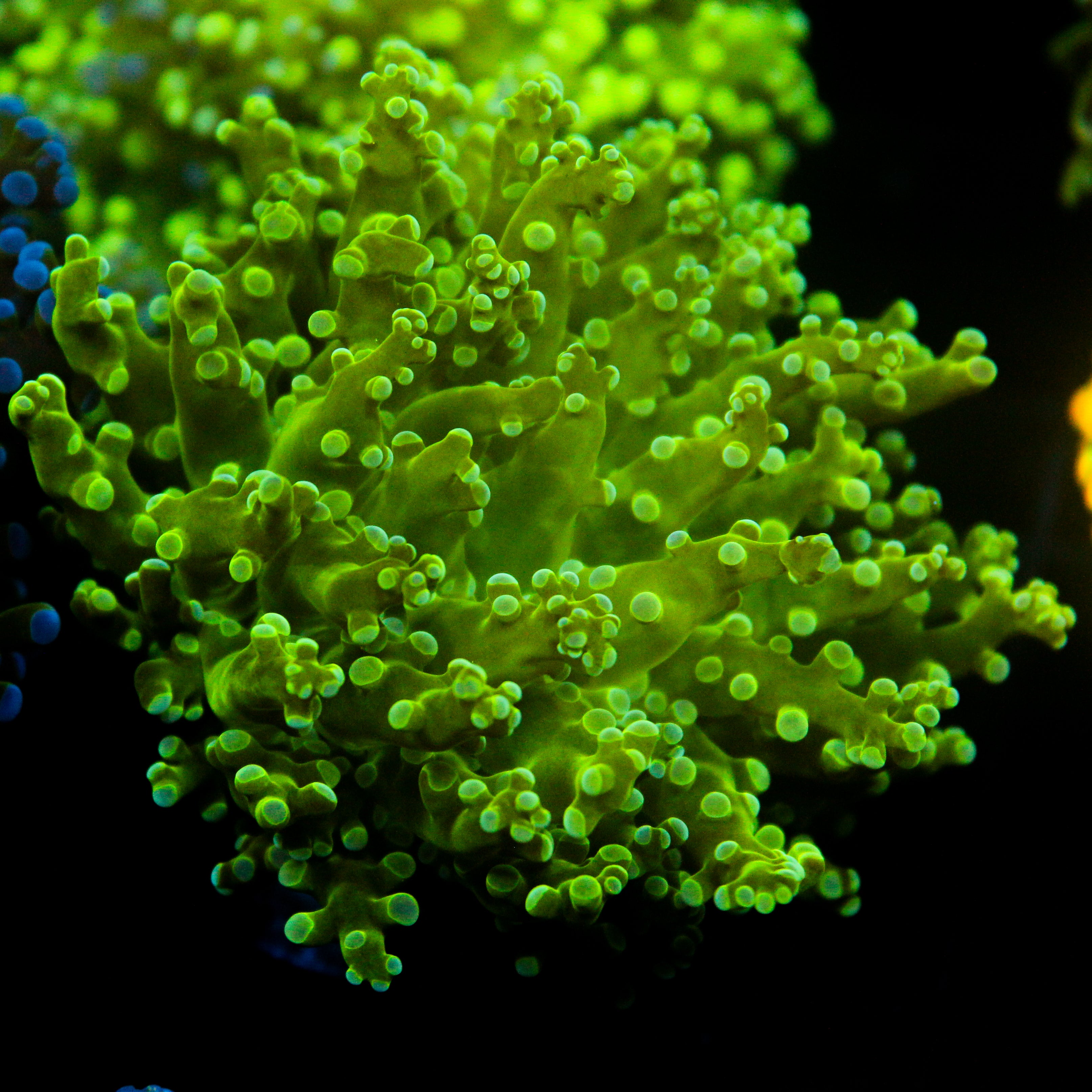 JC Fresh Breath Frogspawn