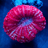 JC Flamingo Lake Indophyllia