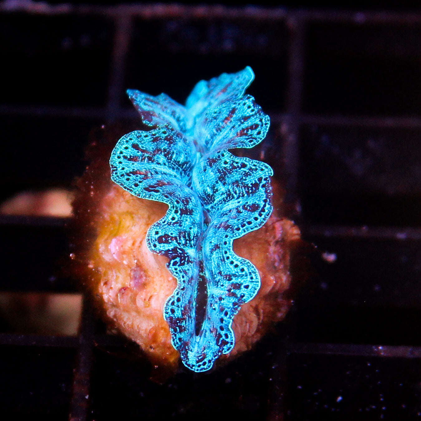 JC Biota Ultra Crocea