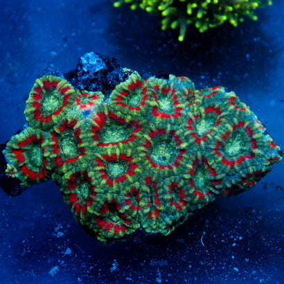 JC Teal Tiger Acan colony