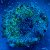 JC Biota Voyager 2 Psammacora