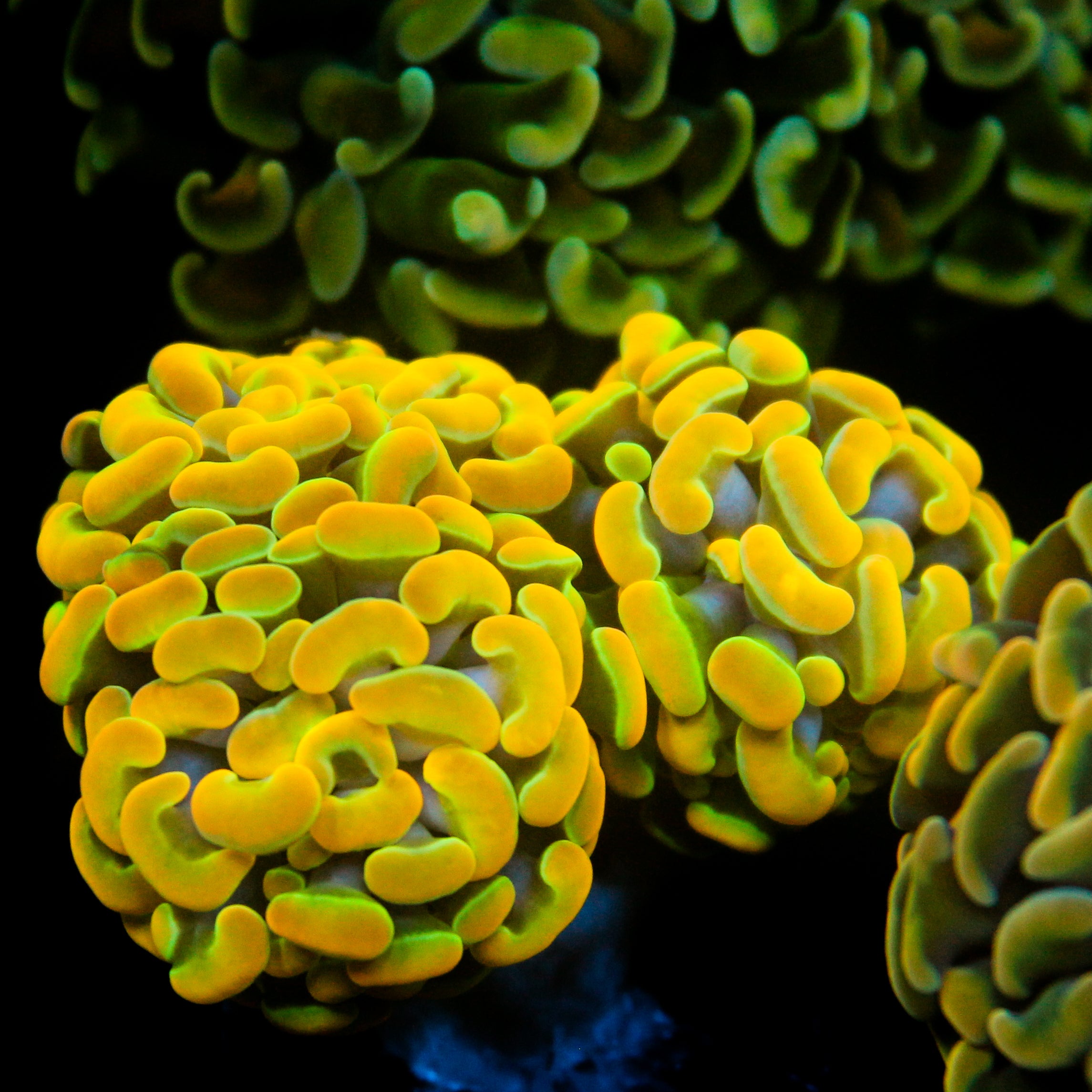 JC Rainbow Gold Hammer Chunky