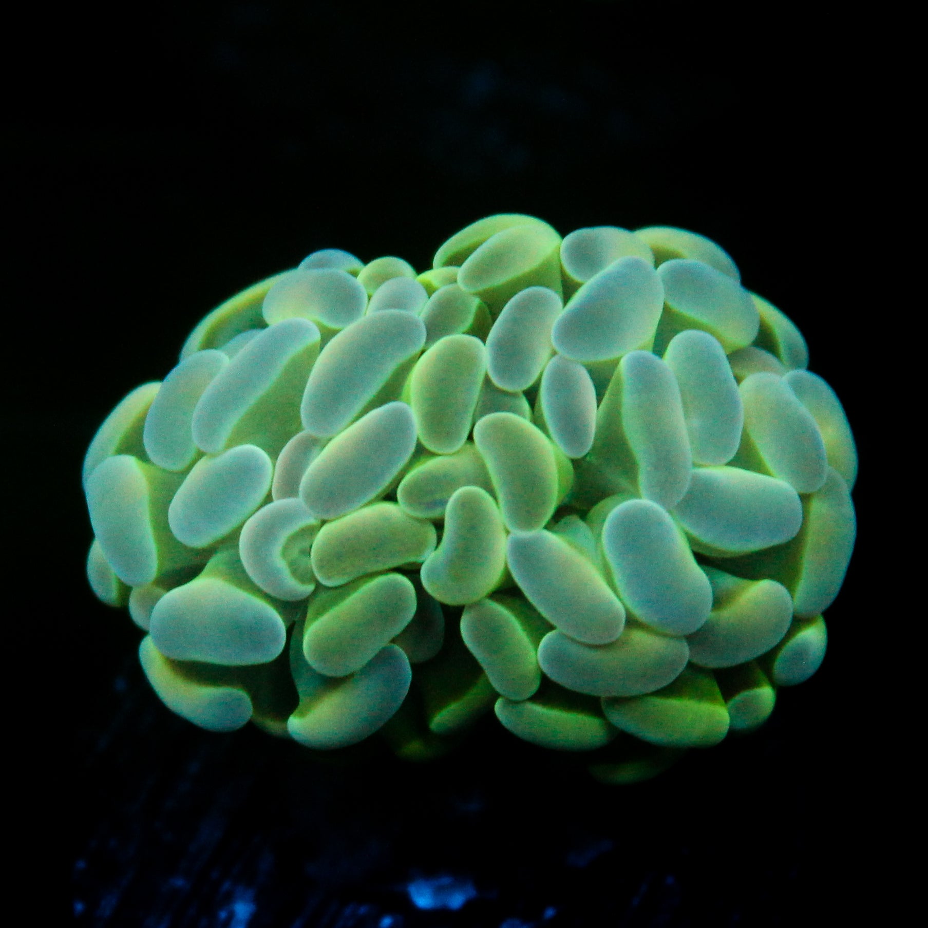 JC Alien Glow Hammer