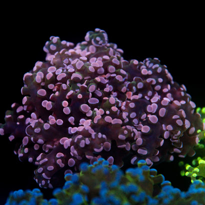 JC Pink Tip Frogspawn