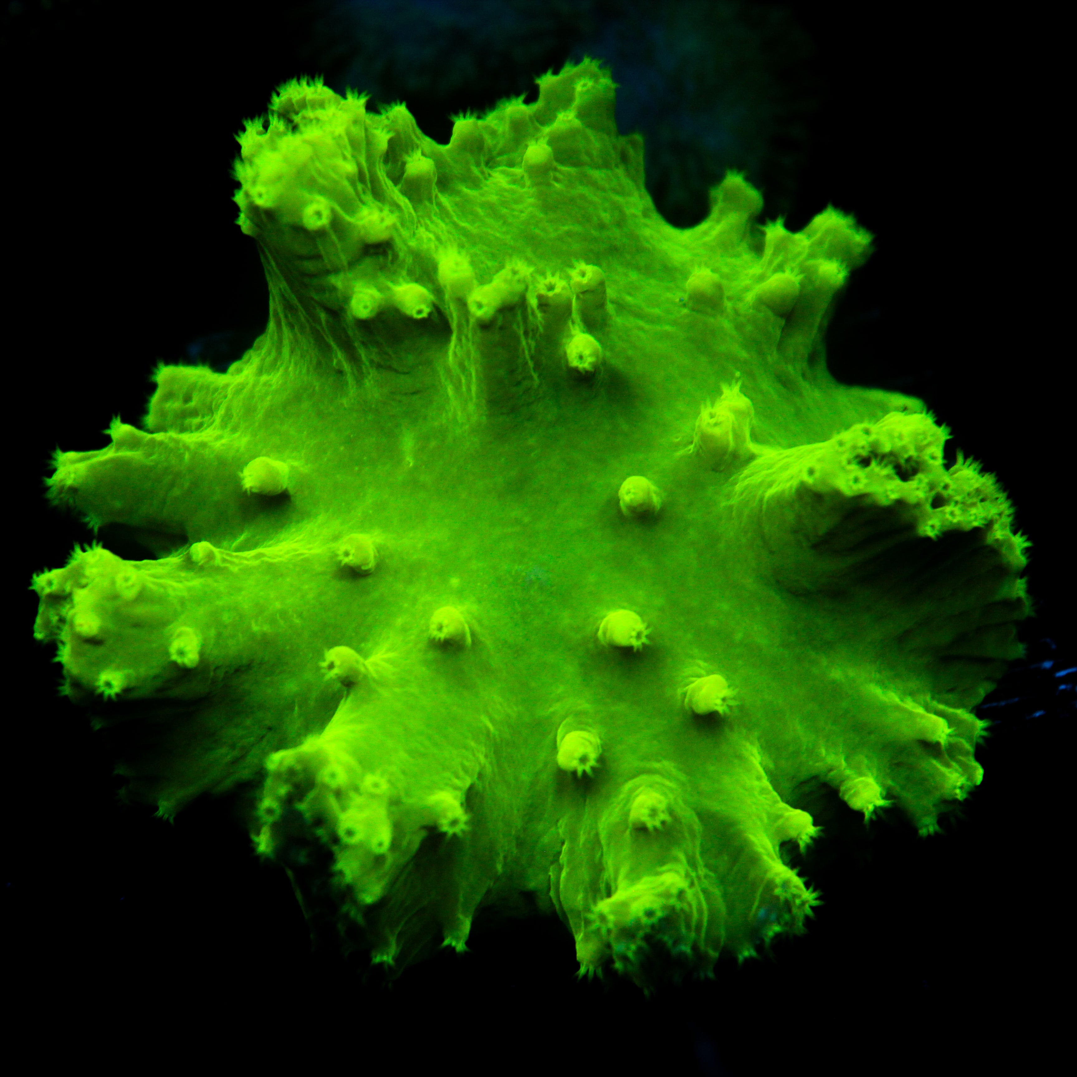 JC Neon Green Cabbage Coral