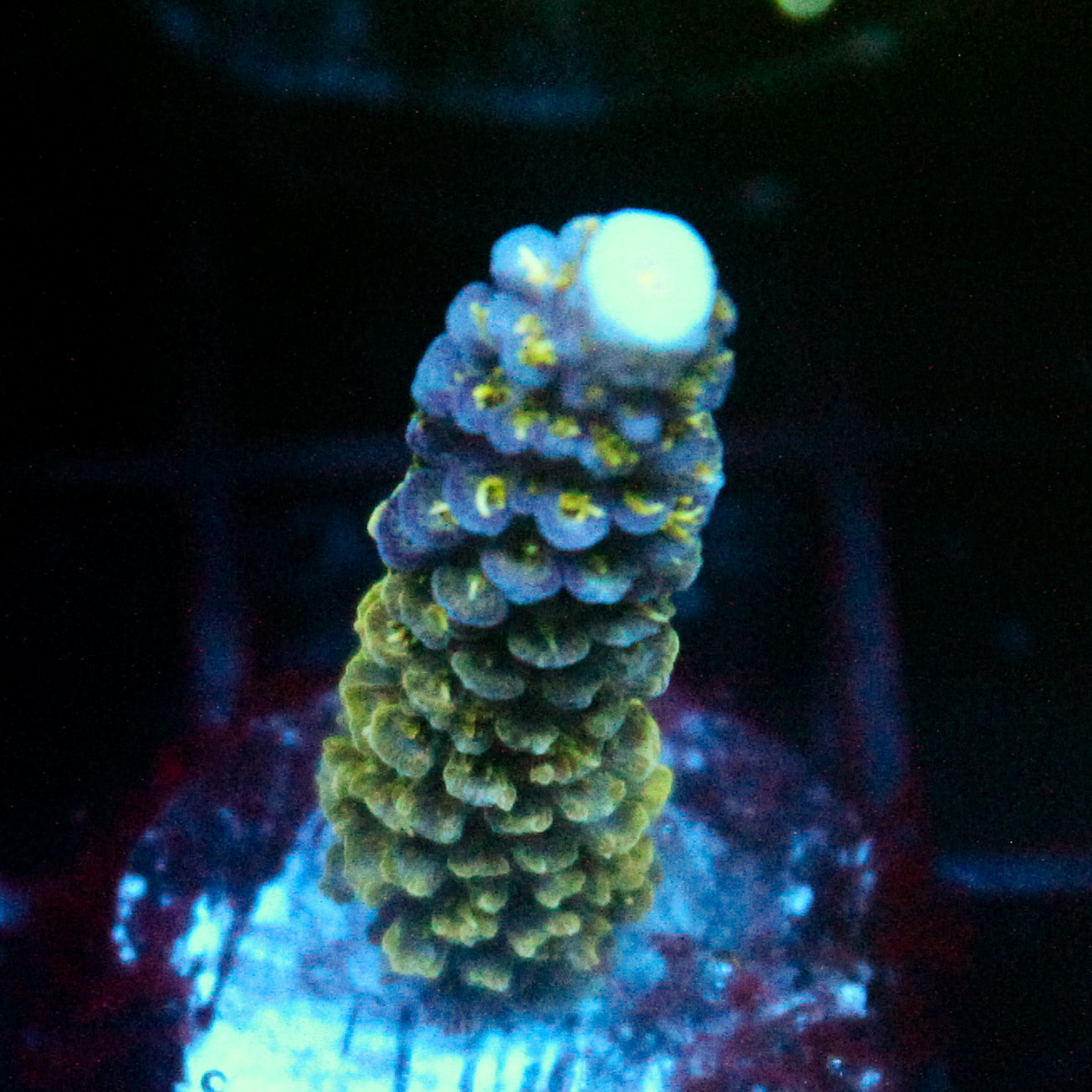 JC Abominable Acro