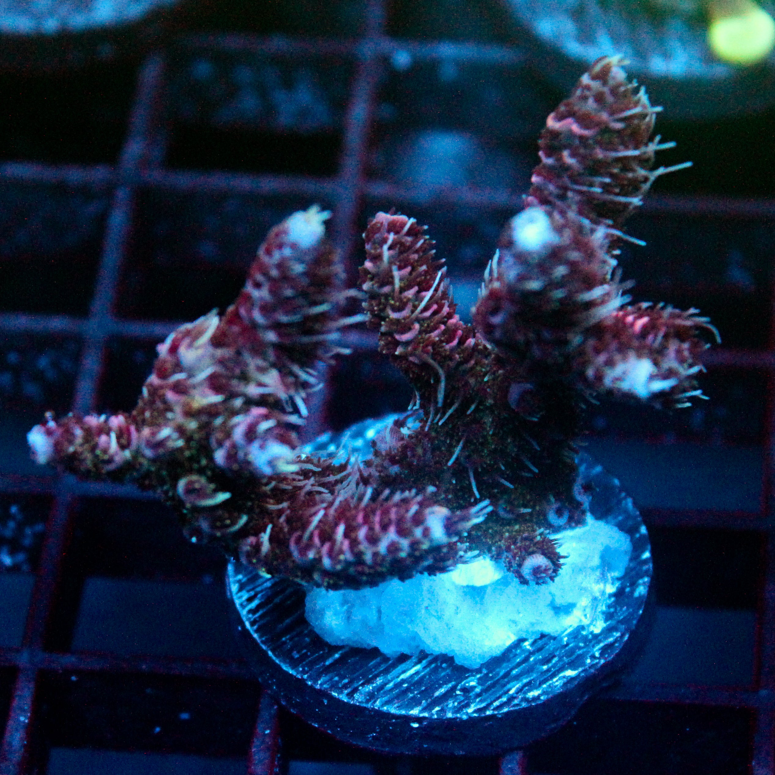 JC Purple Monster Acro