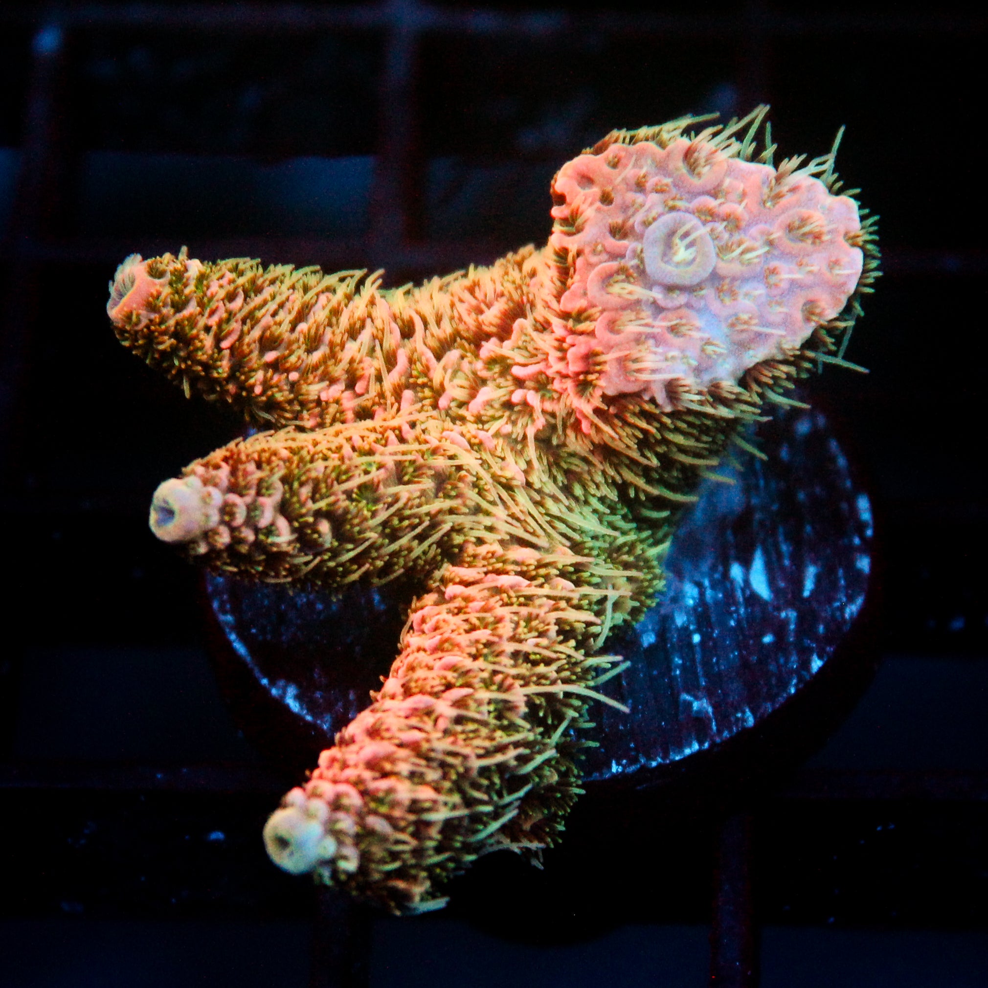 JC Cactus Cooler Acro