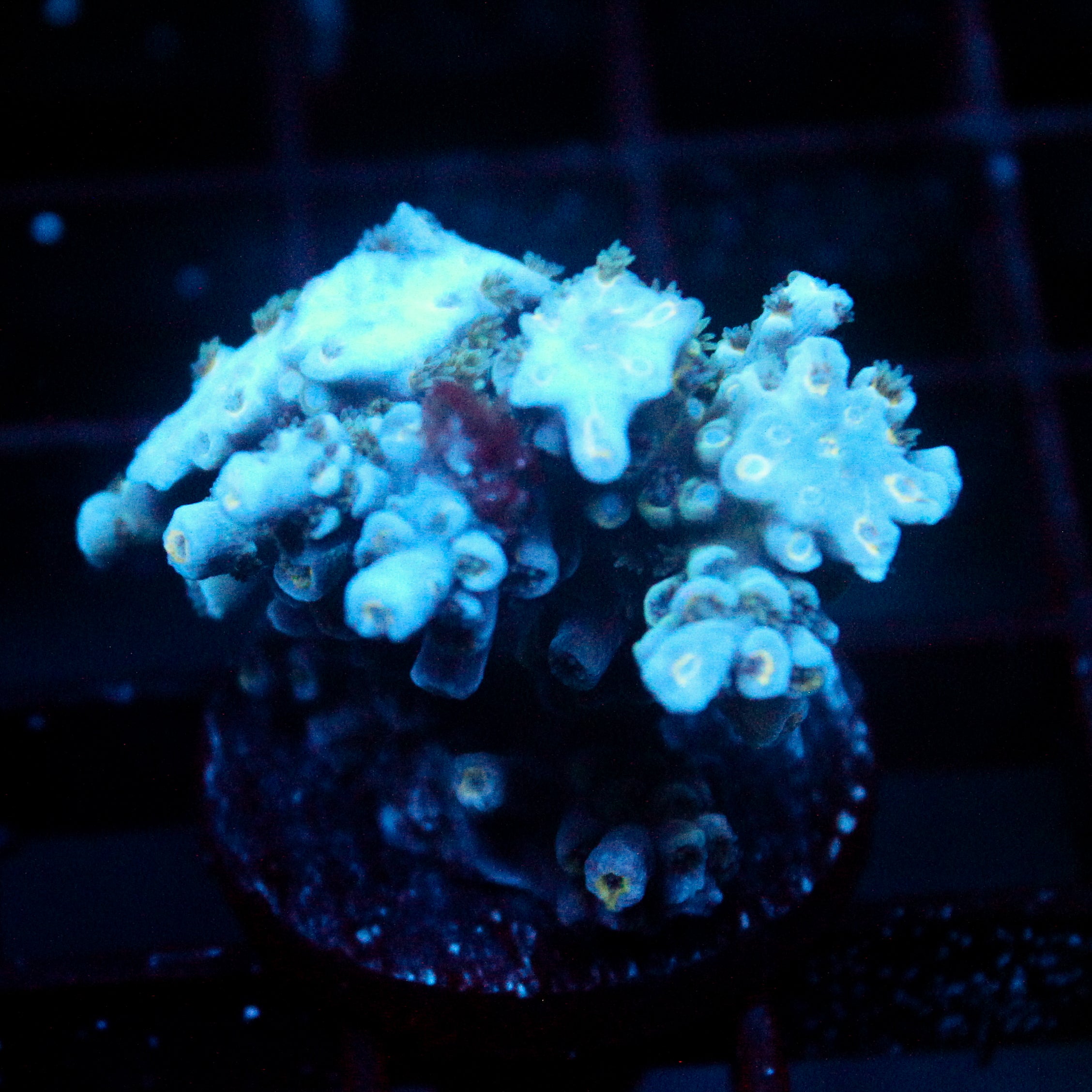 JC Blue Demon Acro