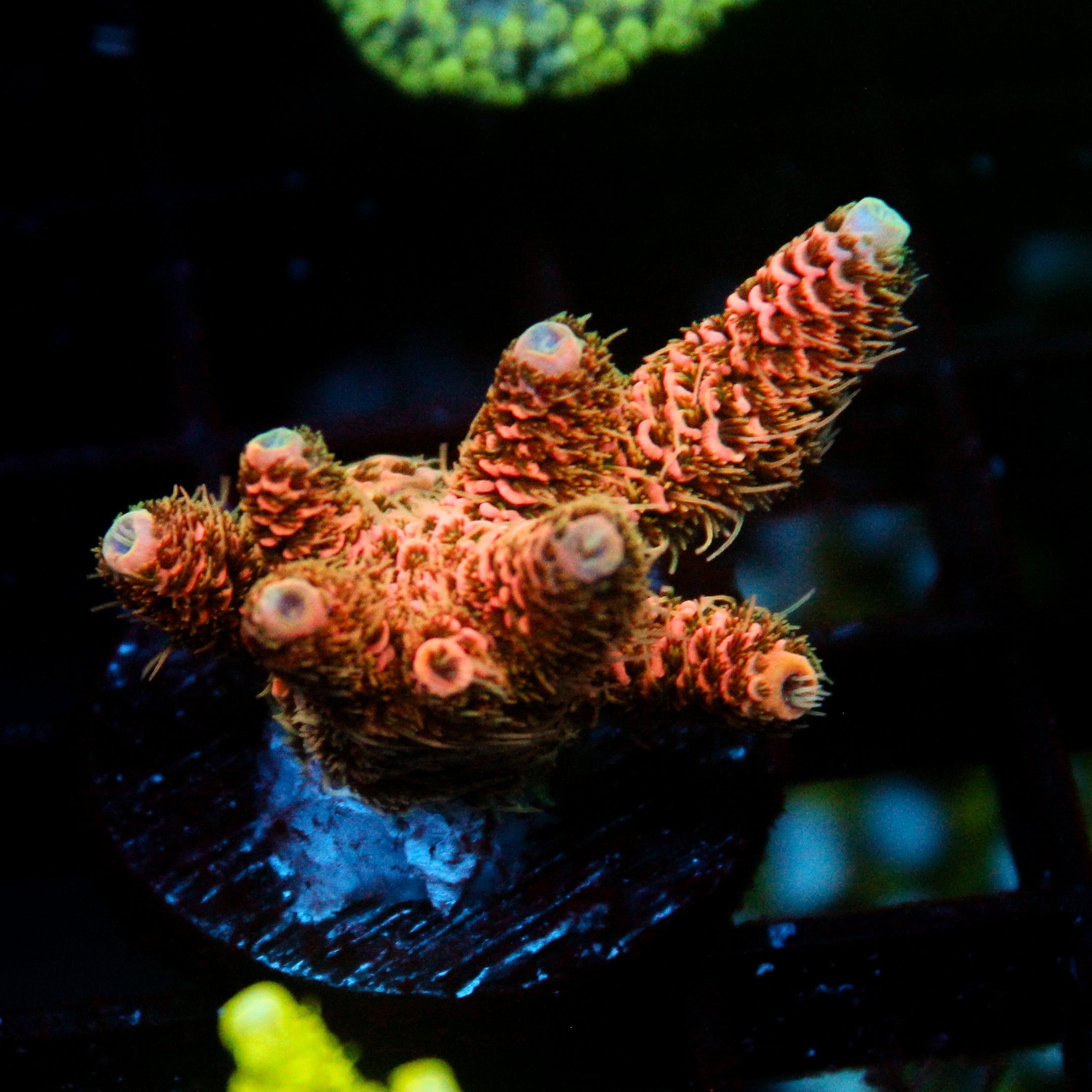 JC Cactus Cooler Acro
