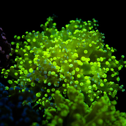 JC Splatter Frogspawn