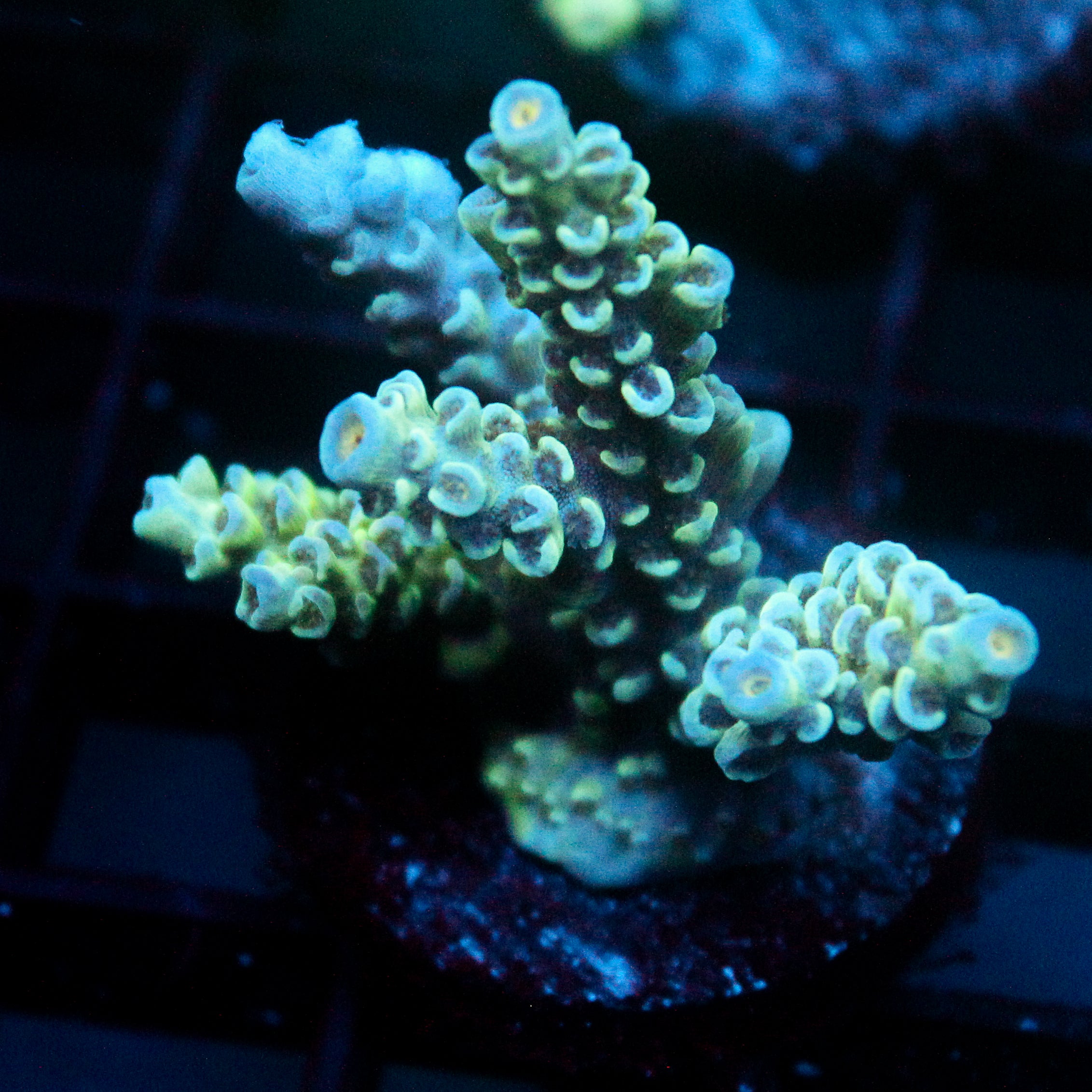 JC Blue Demon Acro