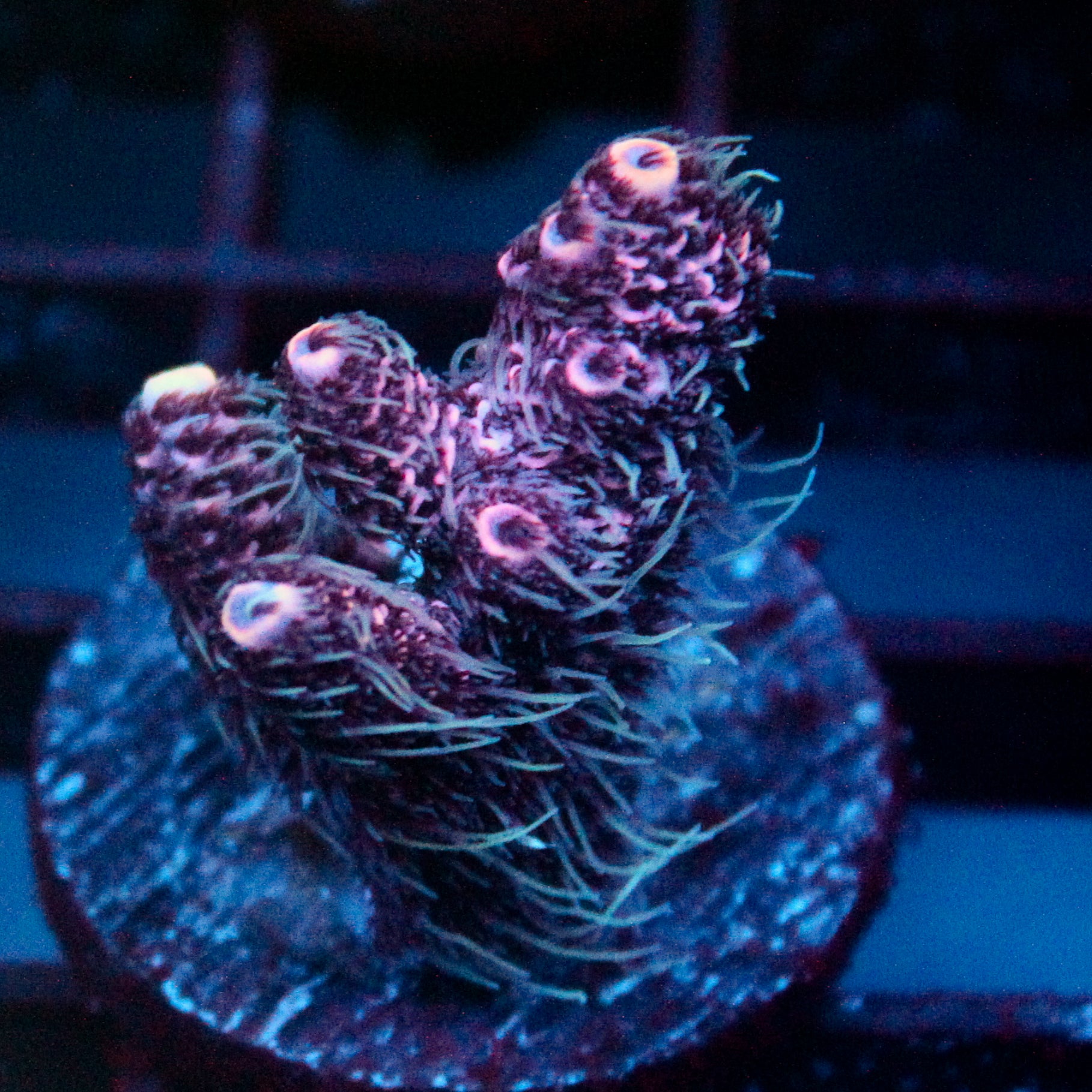 JC Purple Princess Acro