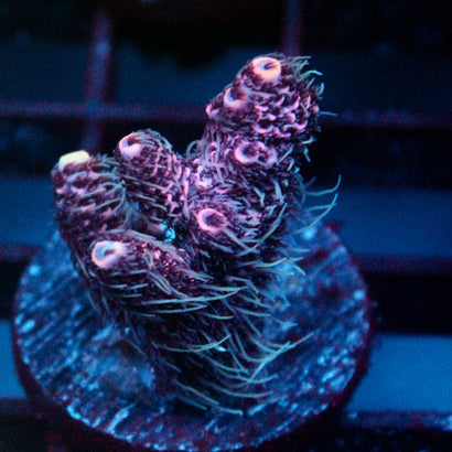JC Purple Princess Acro