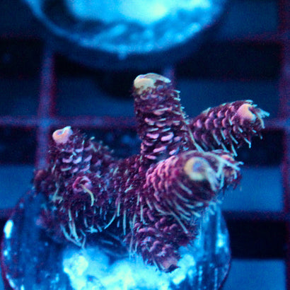 JC Purple Princess Acro