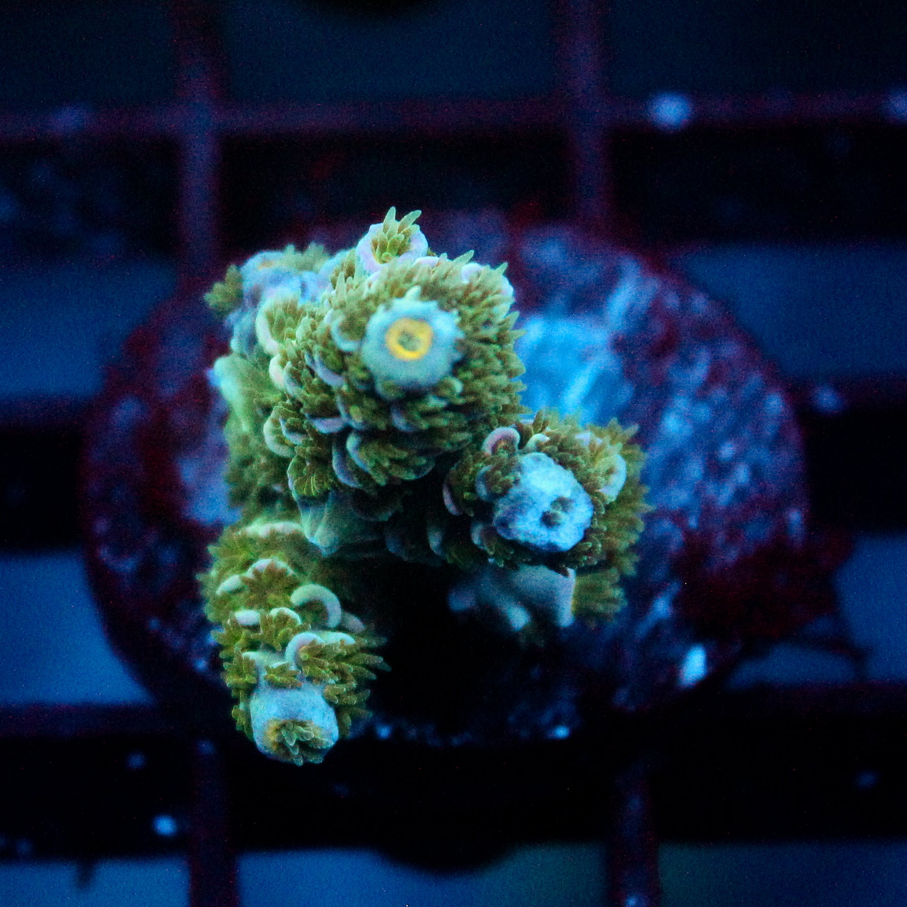 JC Green Demon Acro
