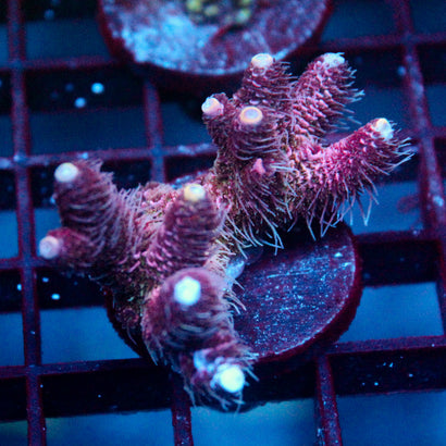 JC Pink Princess Acro