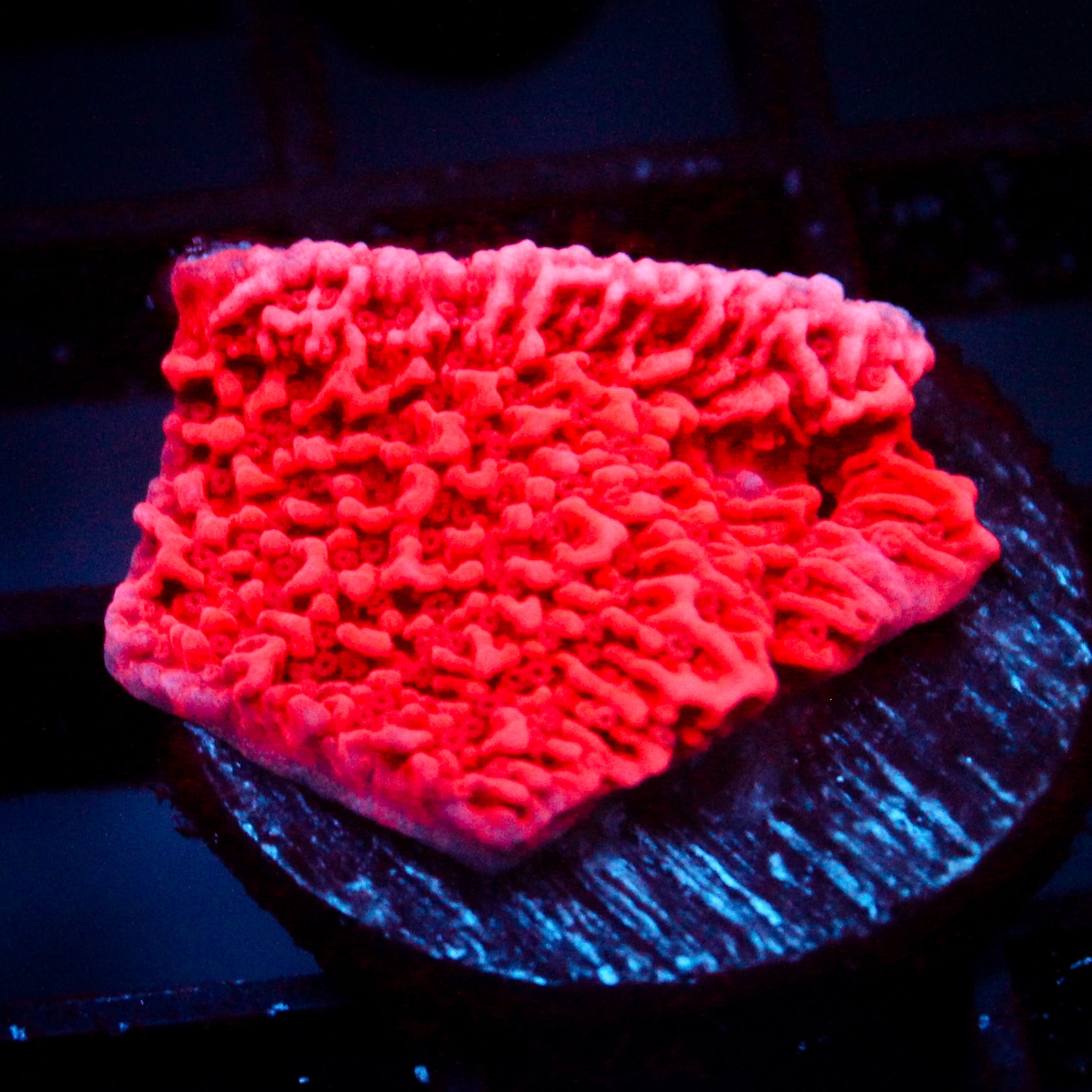 JC Pink Wave Cap Monti