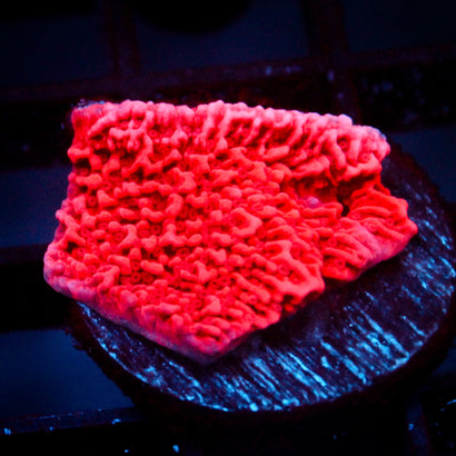 JC Pink Wave Cap Monti