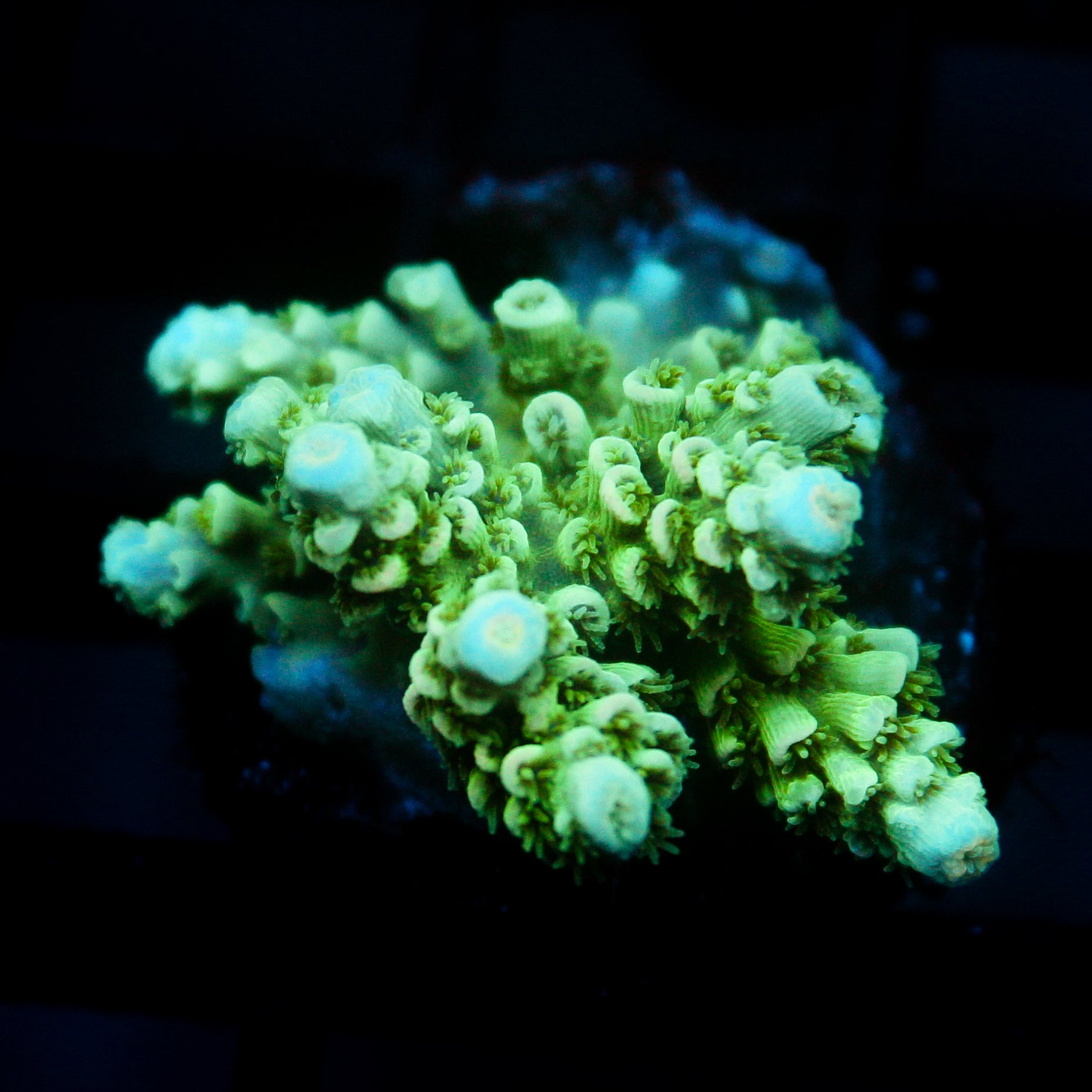 JC Green Demon Acro