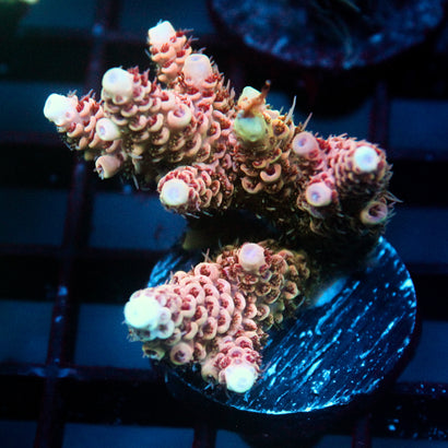 JC Pretty in Pink Acro