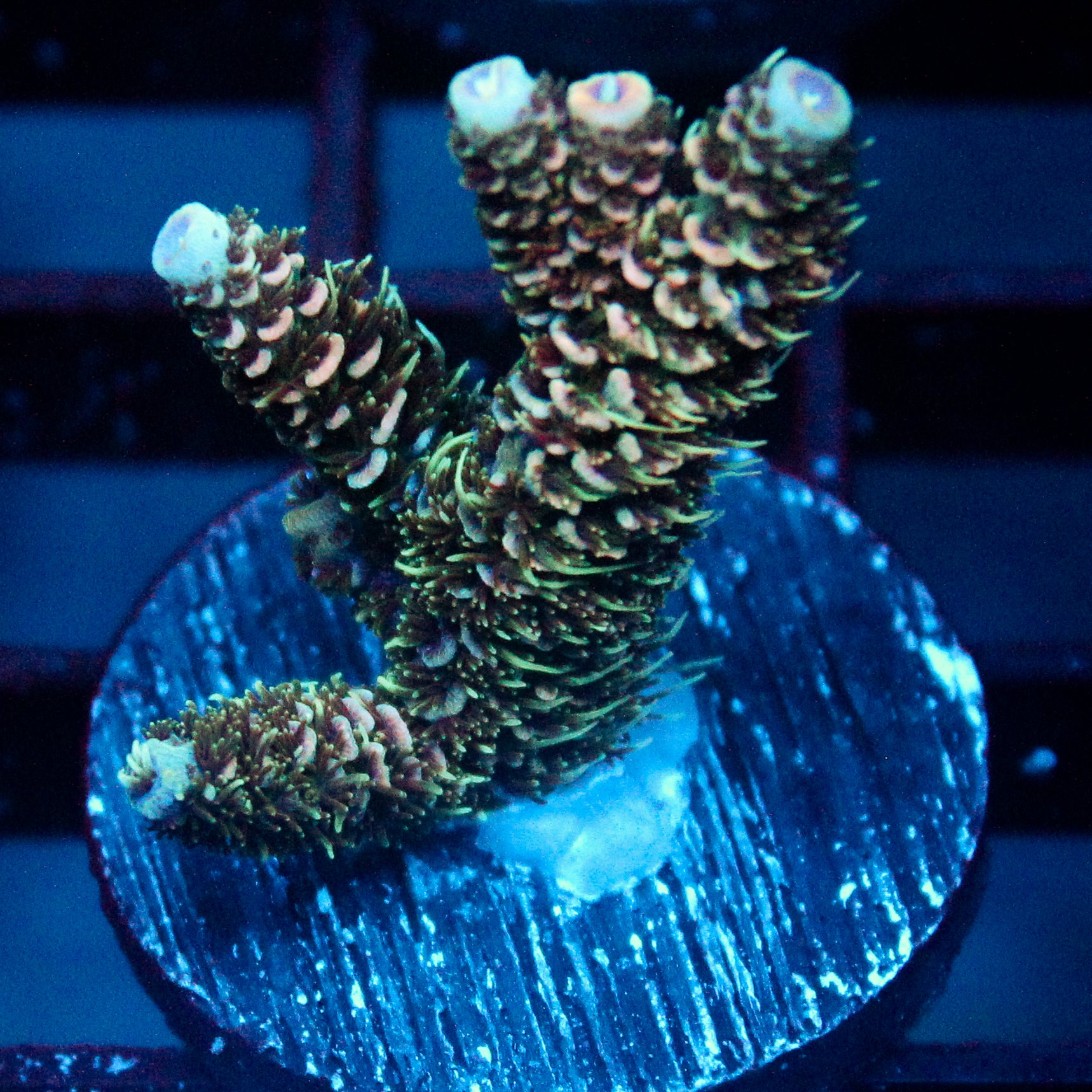 JC Pine Barren Acro