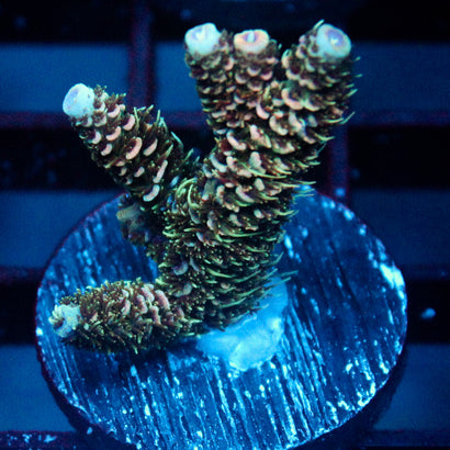 JC Pine Barren Acro